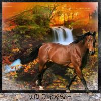 Most Recent Upload - Wild Horses