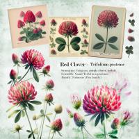 Red Clover