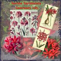 Most Recent Upload - Nerine Sarniensis. Guernsey Lily.