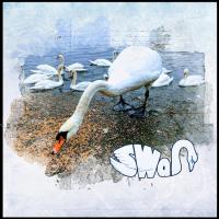 Most Recent Upload - SWANS ON RIVER 