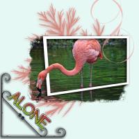 Solitary Flamingo